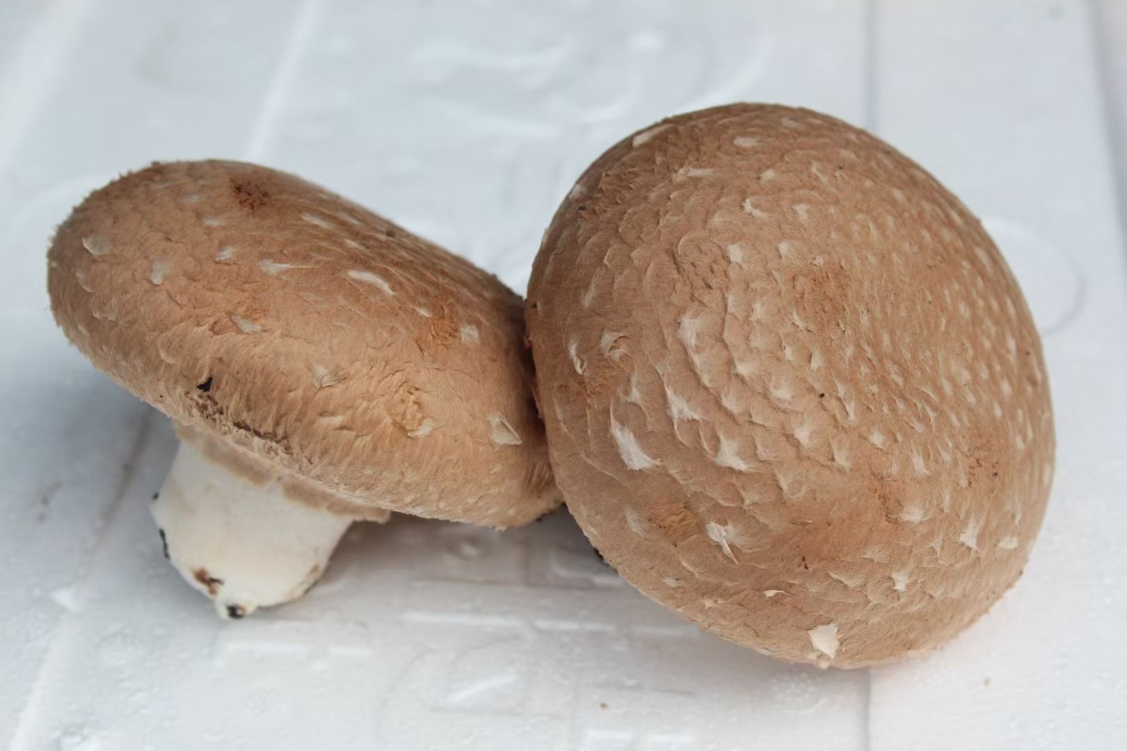 褐蘑 硒元素含量最高的原有机褐菇
