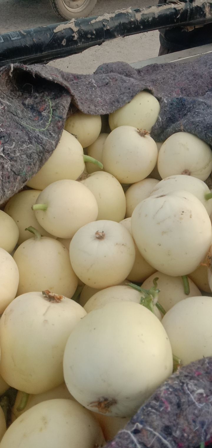 美都8424 甜王 大鹏西瓜 小白瓜
