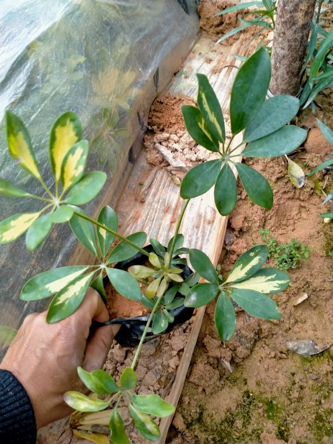 花叶鸭脚木,花叶鹅掌柴