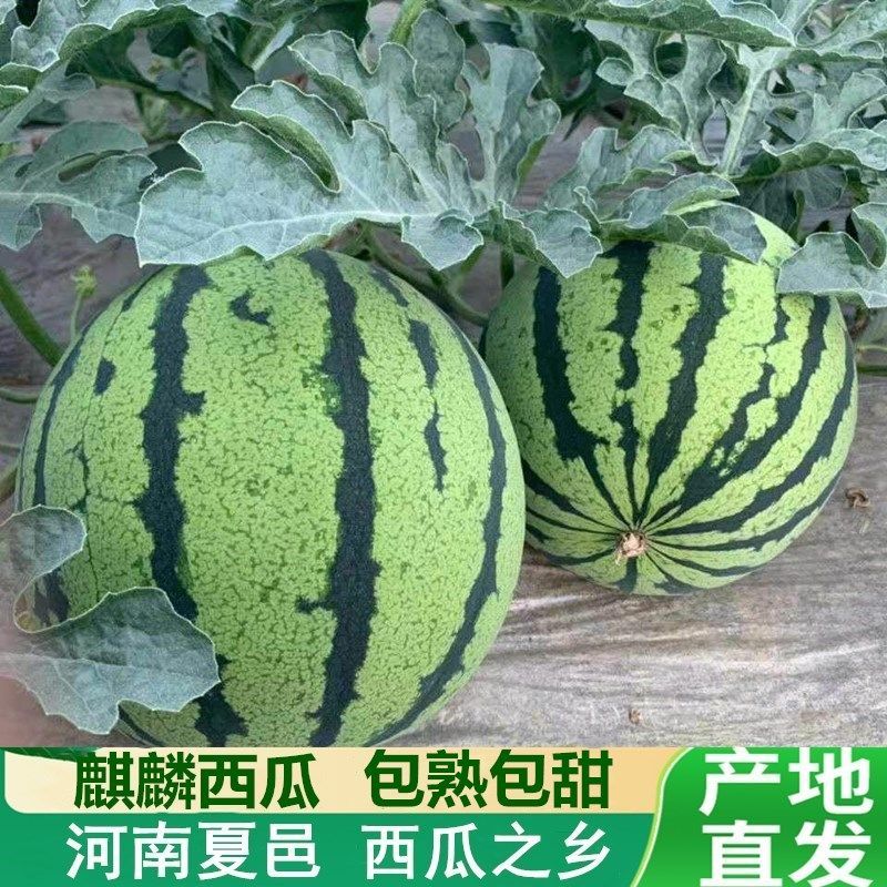 河南夏邑县8424麒麟西瓜当季水果薄皮无籽清甜多汁现摘现卖新鲜热带