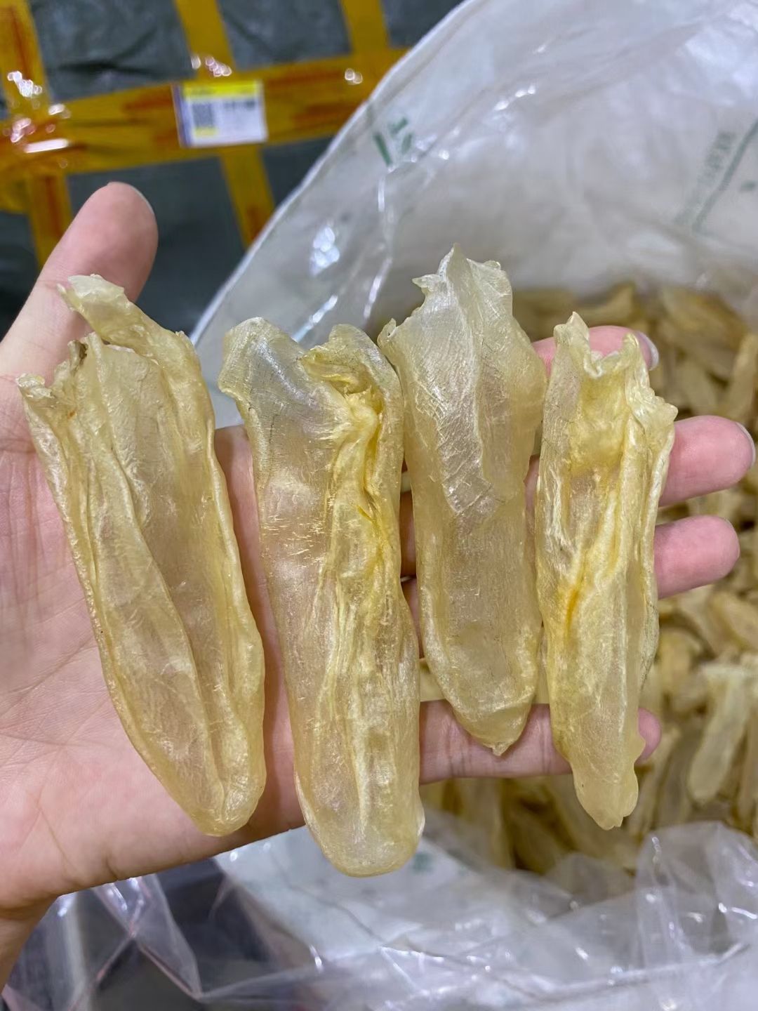 广东河源黄花胶 100头咸水黄花筒