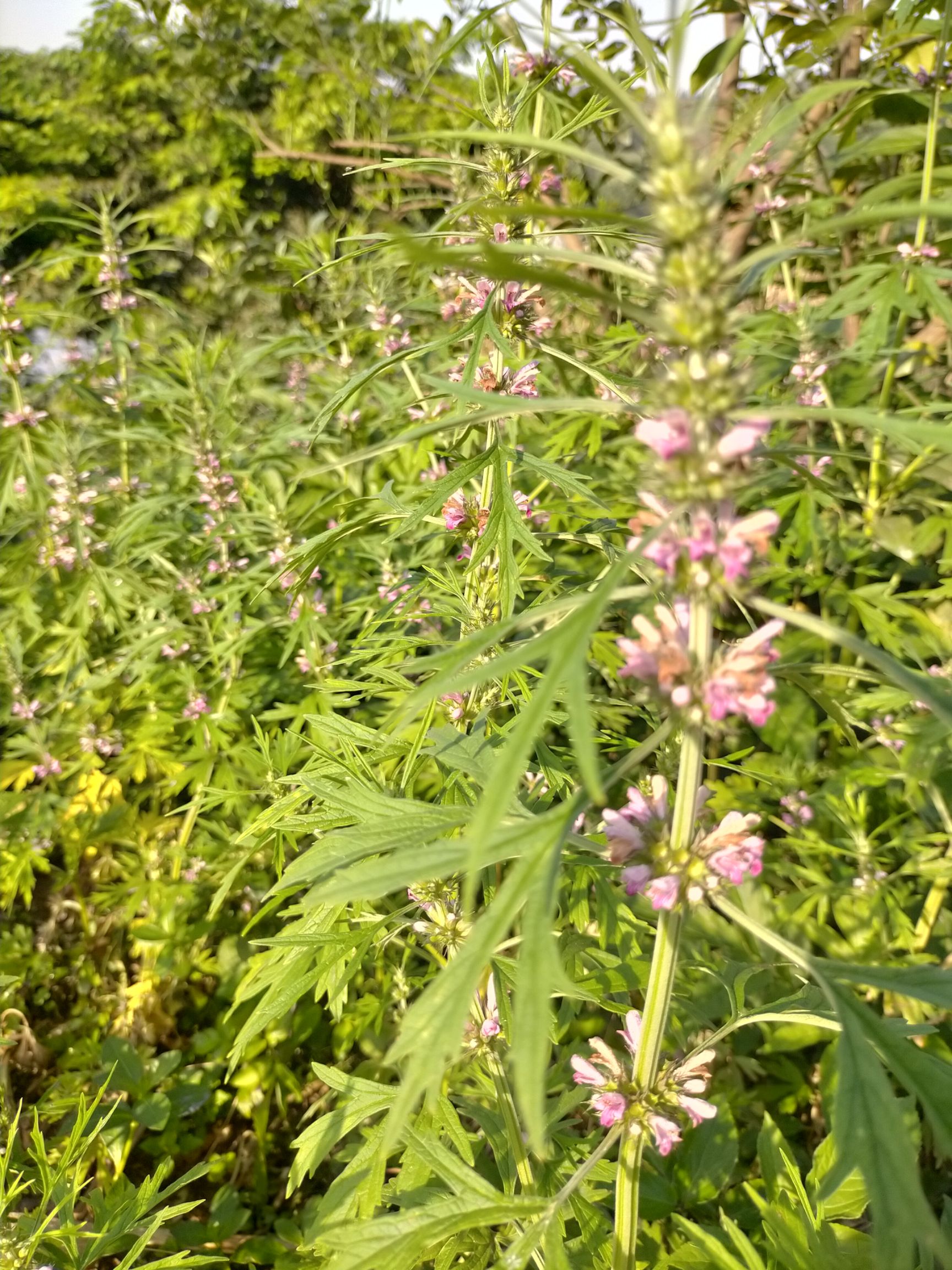 益母草 红花益母草 鲜货