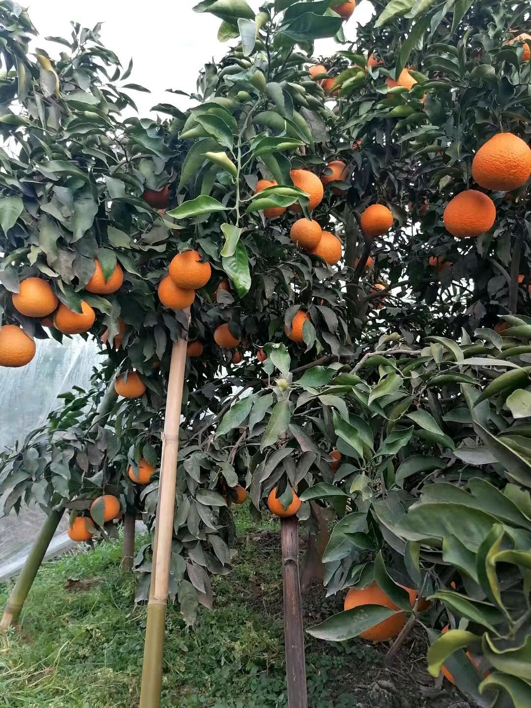 青见柑桔 青见柑橘
