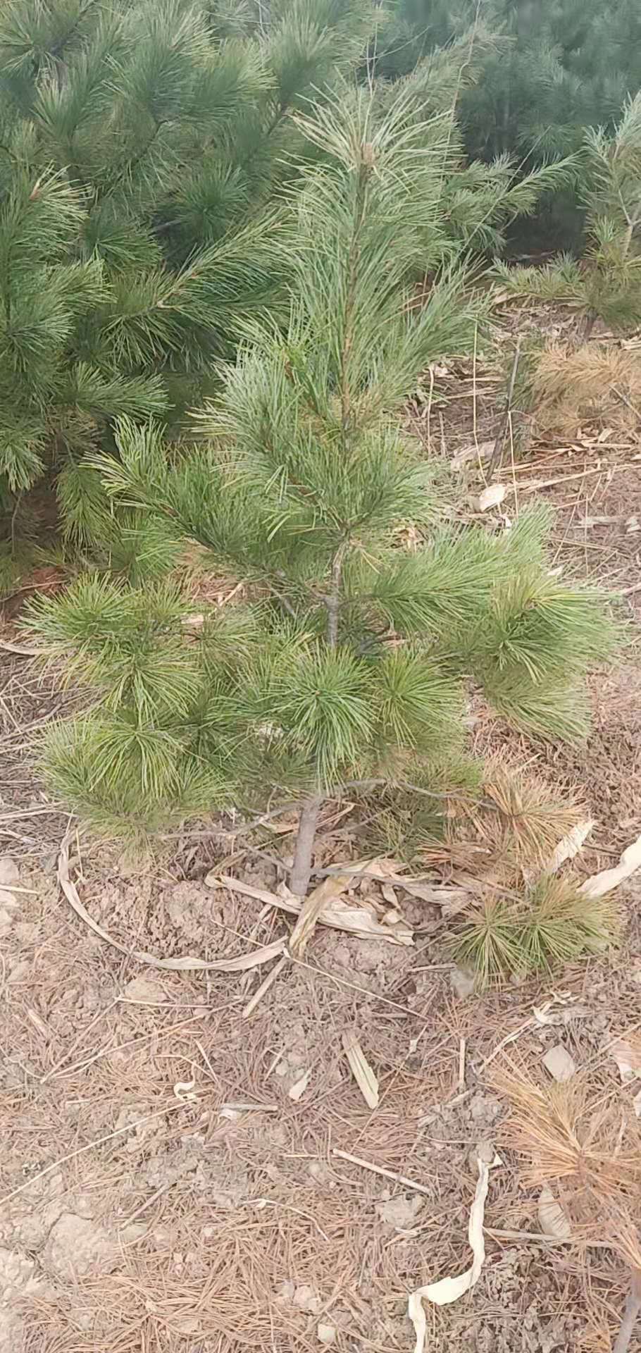 湿地松树苗 自家占地红松树苗