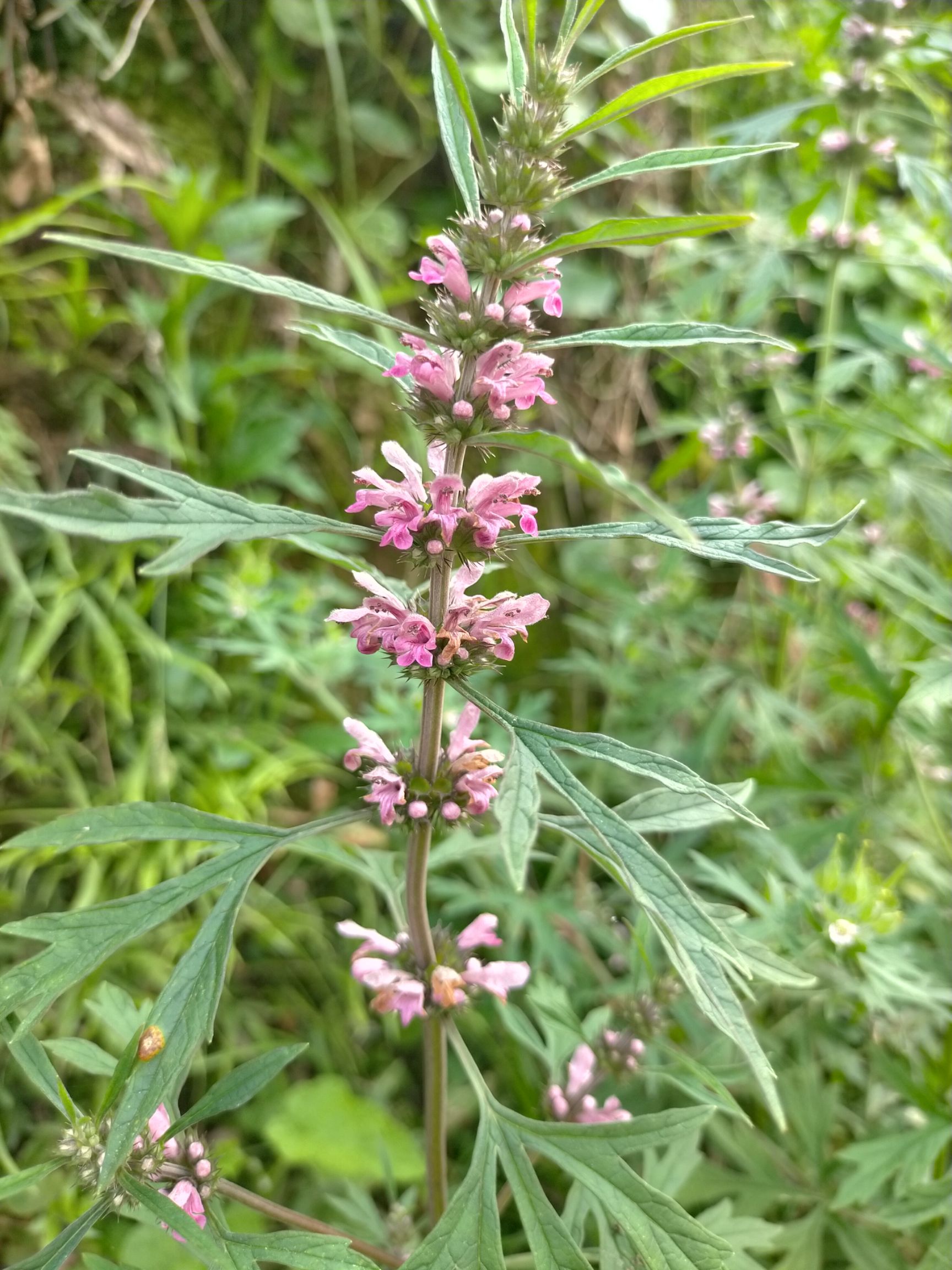 益母草 红花益母草 鲜货