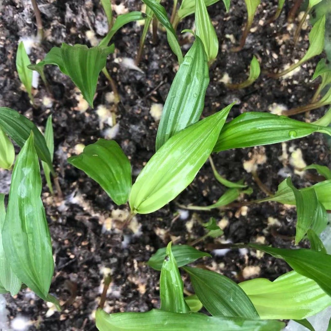 山慈菇 山慈姑种子直播苗