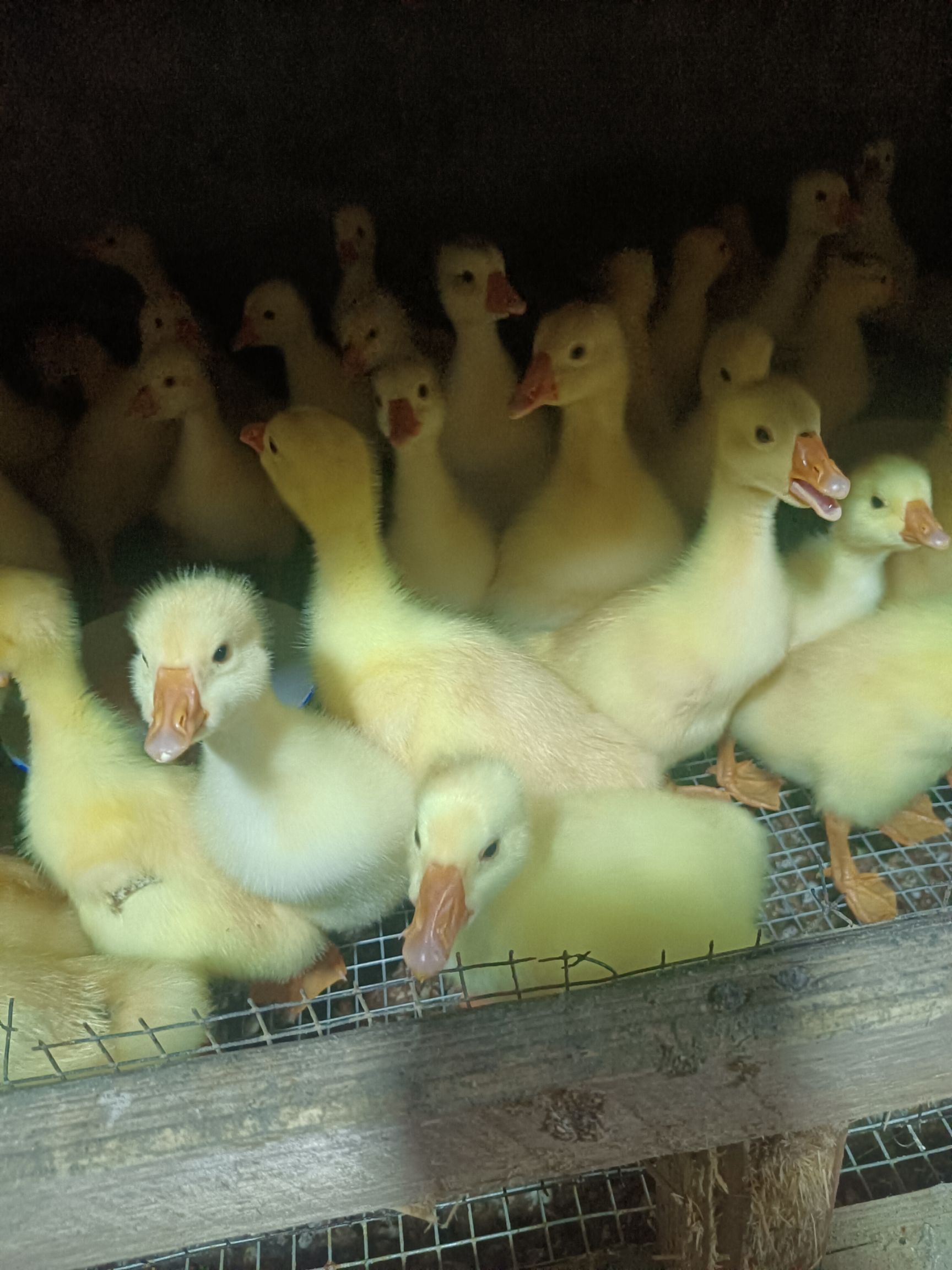 脱温鸡苗 鸡苗,鹅苗,鸭苗,品种齐全疫苗齐全 9.0 栽 /只