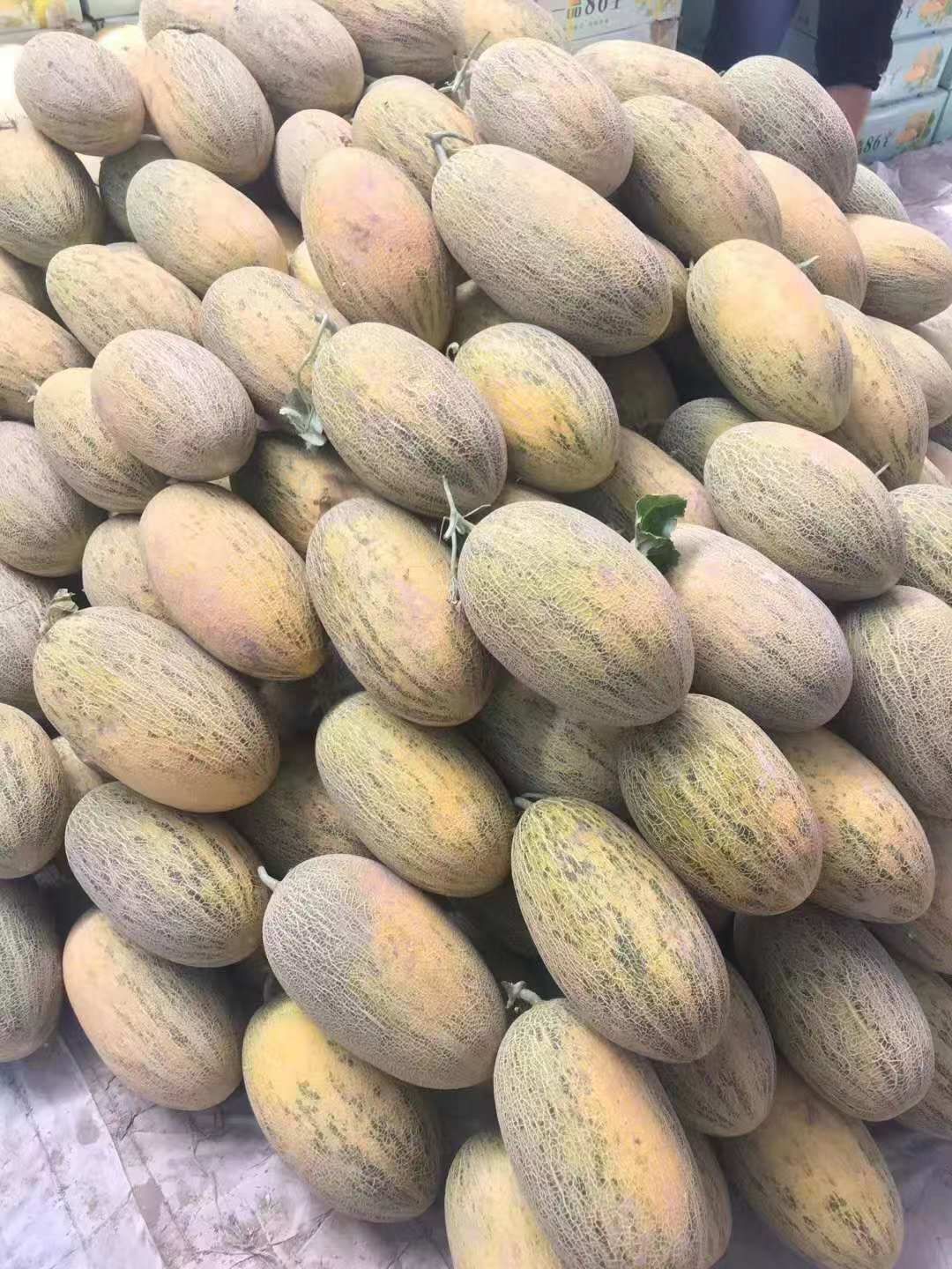 八六王哈密瓜 伽师瓜-伽师一号-八六王-卡拉库赛
