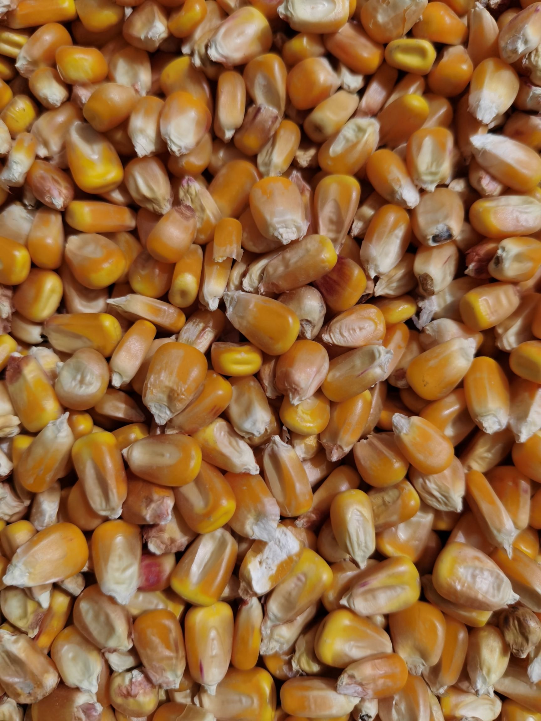 [干玉米批发]干玉米价格1.4元/斤 - 惠农网