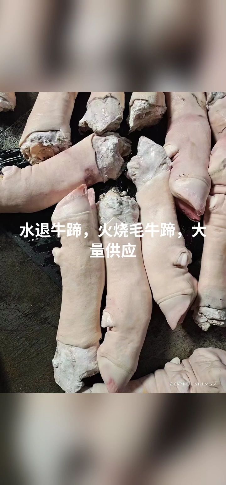 牛蹄,水退大公牛牛蹄