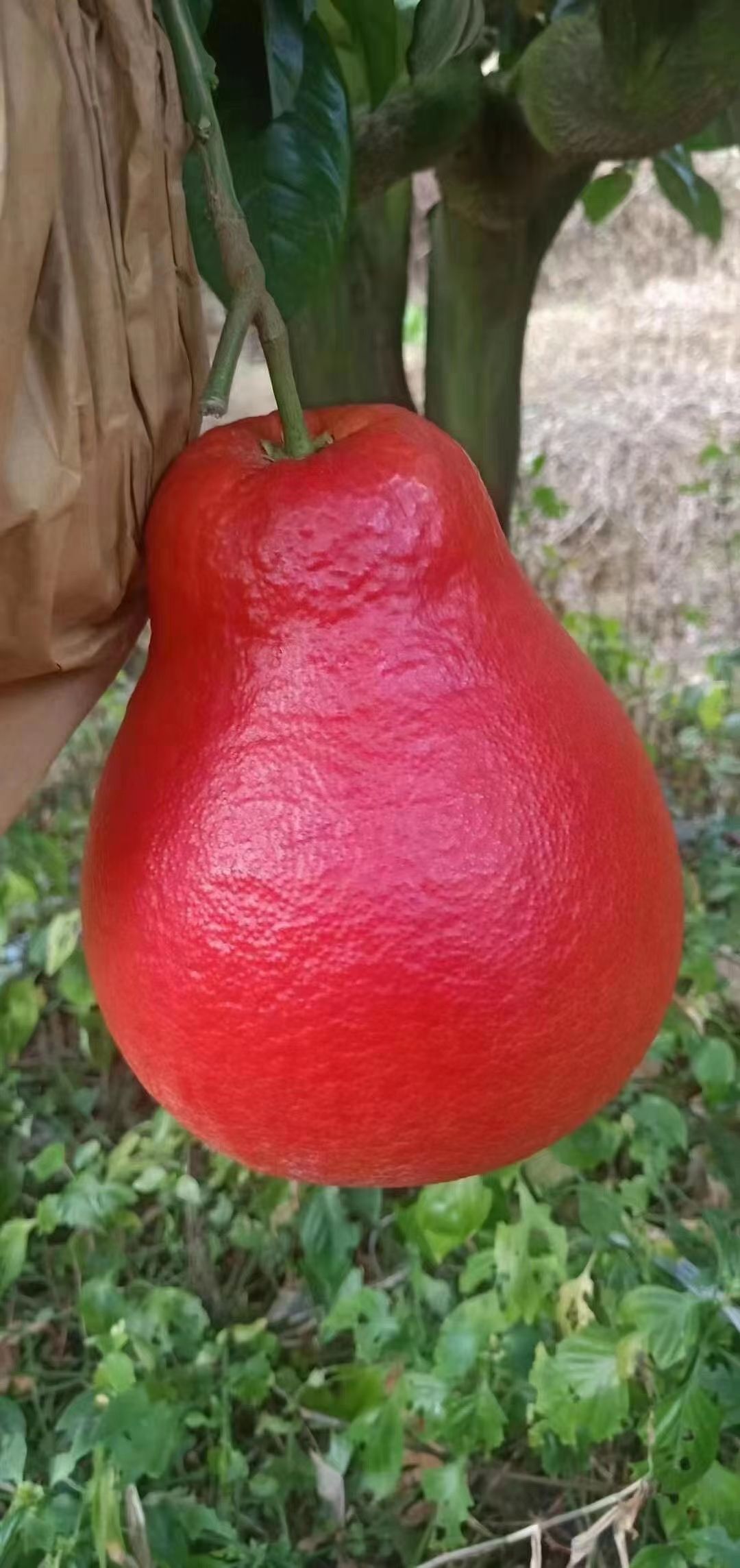 暹罗柚苗 泰国暹罗红