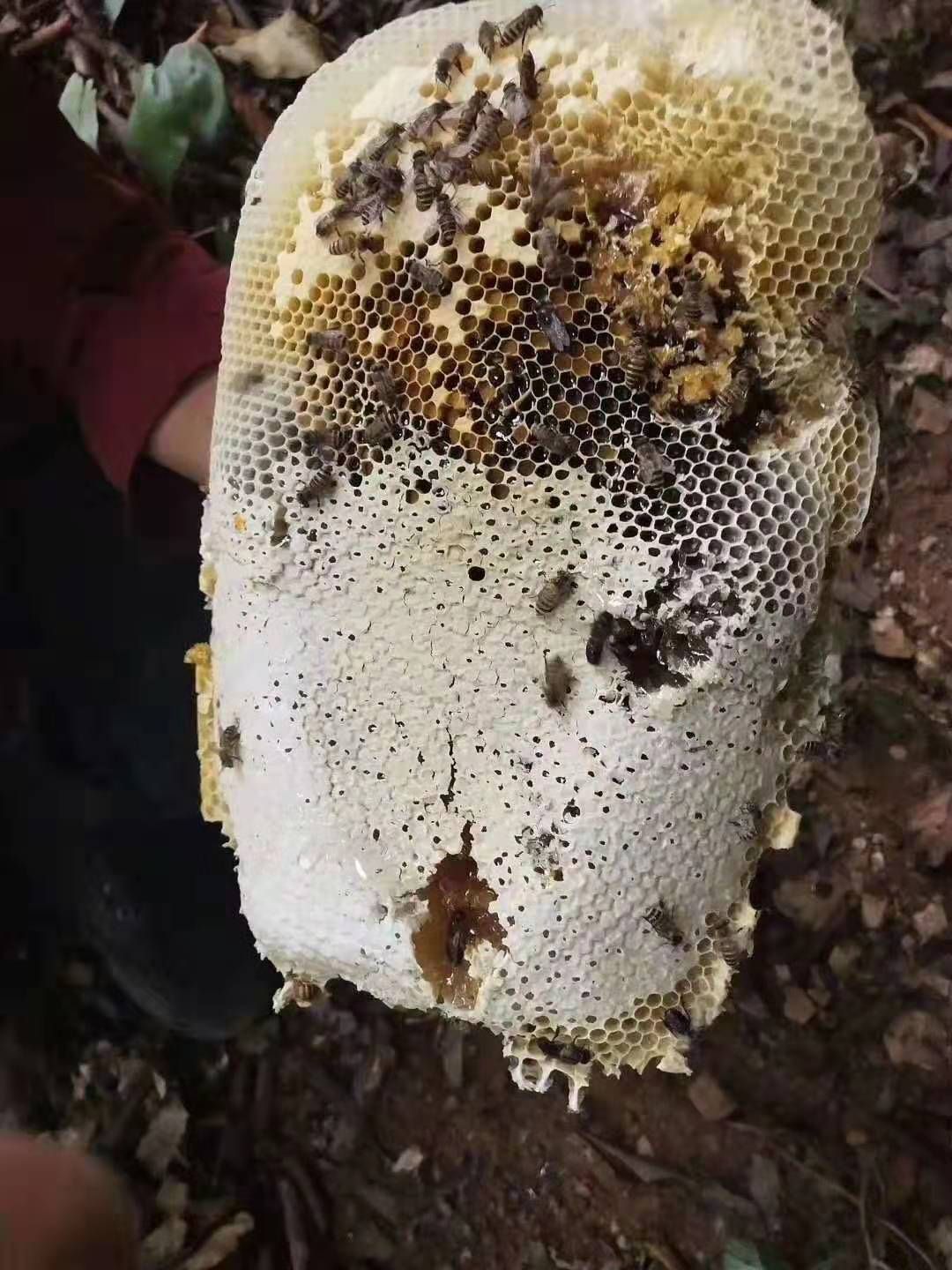 三亚纯蜂蜜,土蜂,排蜂,蚊子蜂
