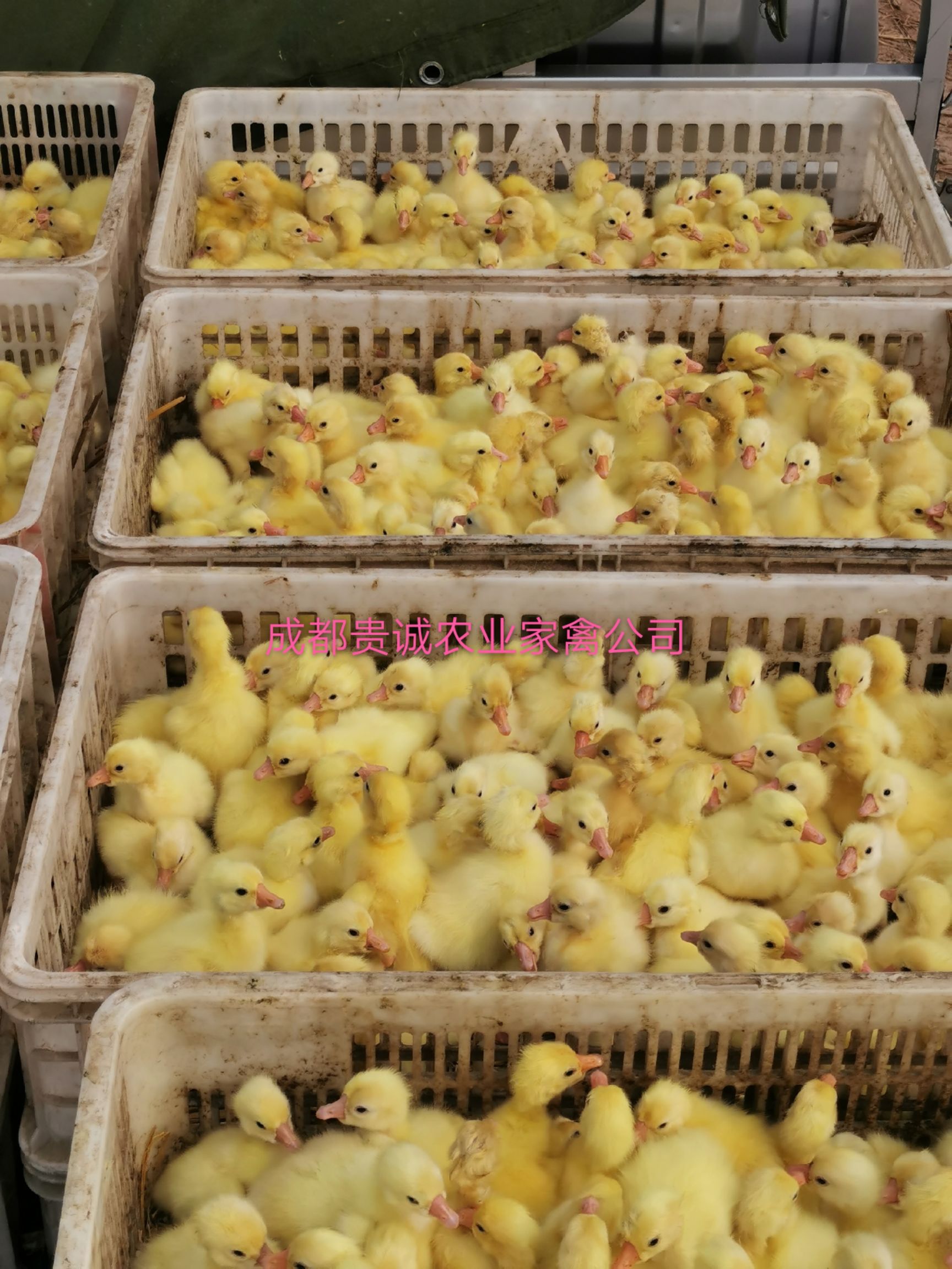 [三花鹅苗批发]大三花鹅苗价格17元/只 - 惠农网