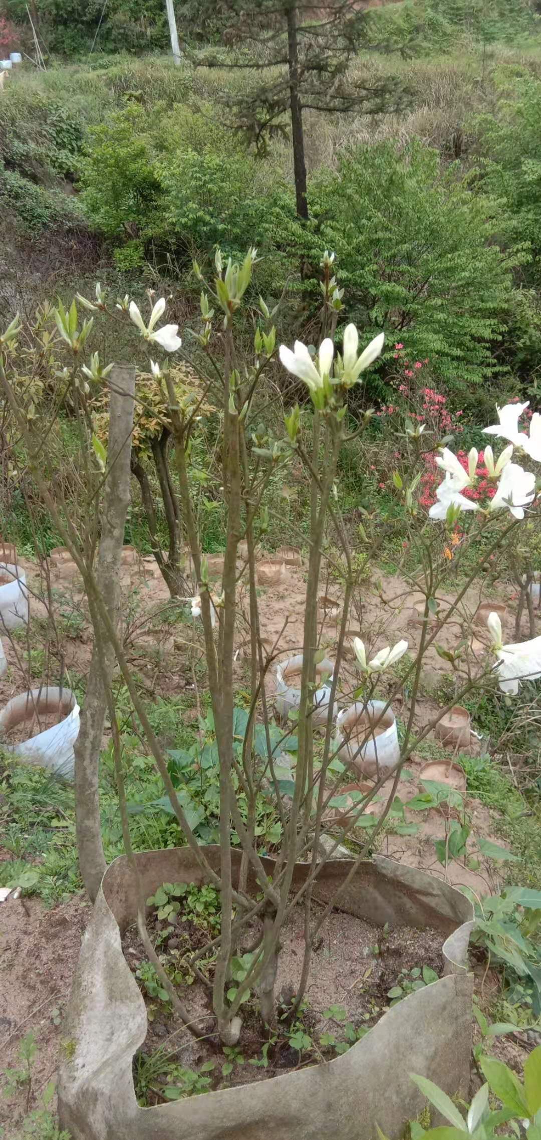 白花杜鹃映山白