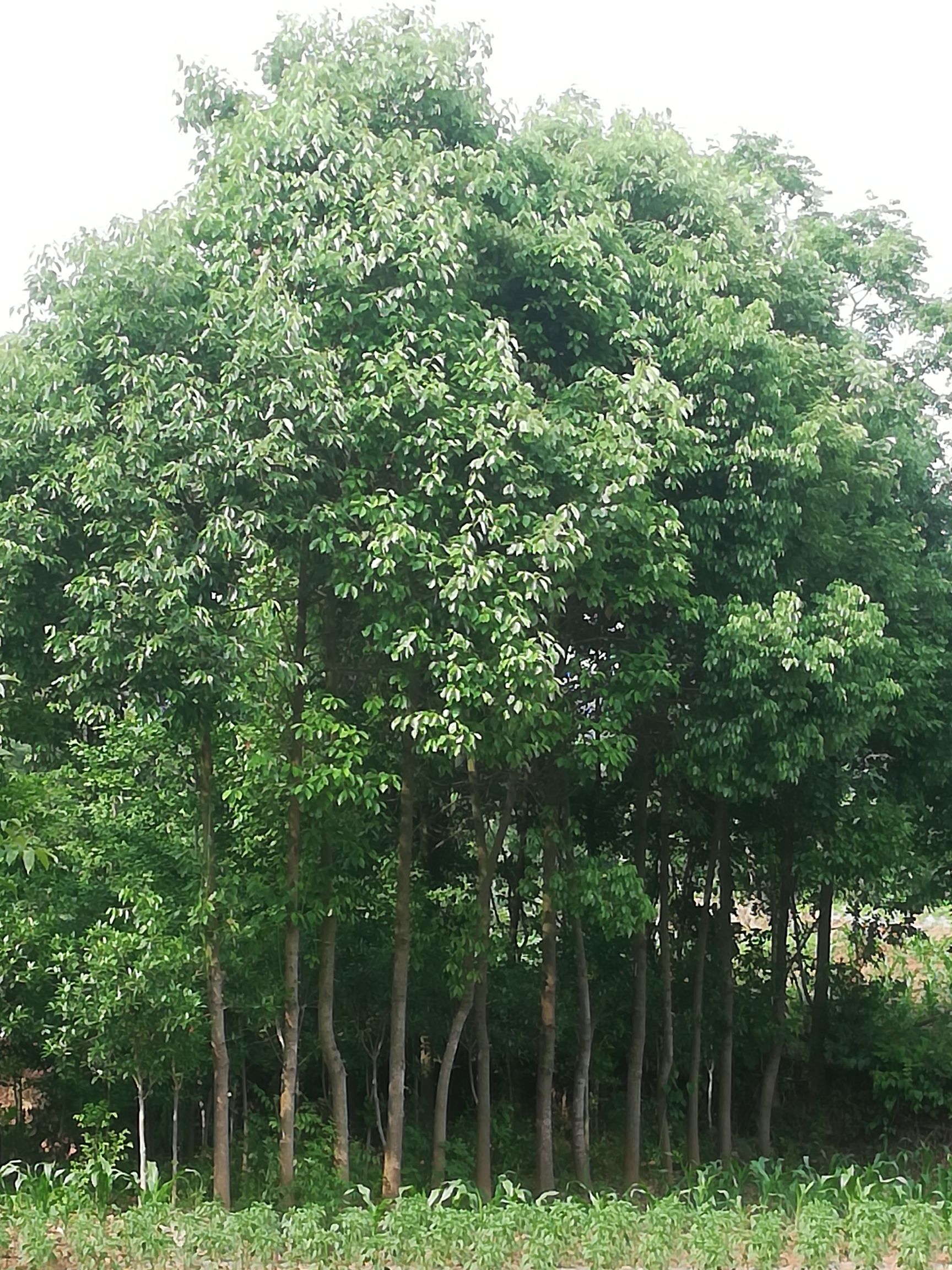 风景树桂花树,香樟树,白果树.