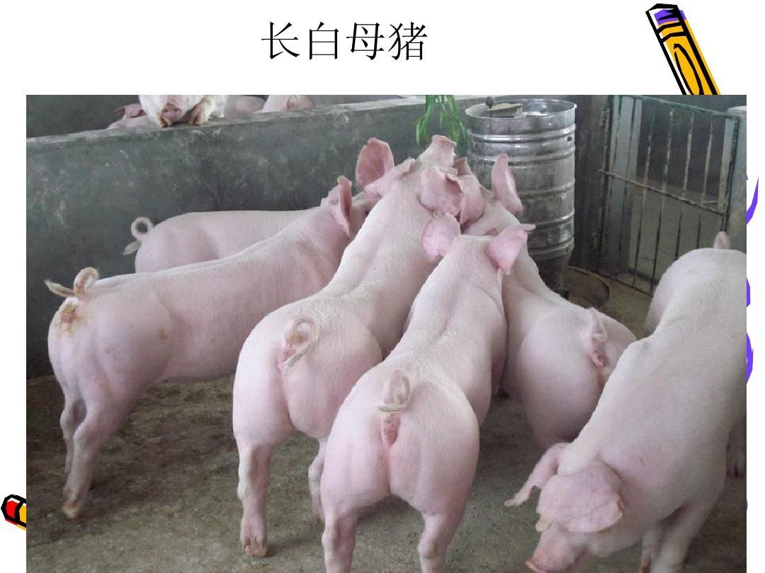 长白猪 贵州贵定原种长白母猪小母猪长太二元母猪活体长白小母猪
