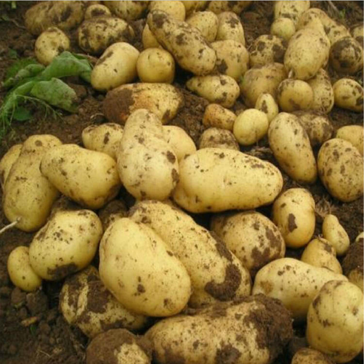 土豆产地直供大量上市黄心土豆