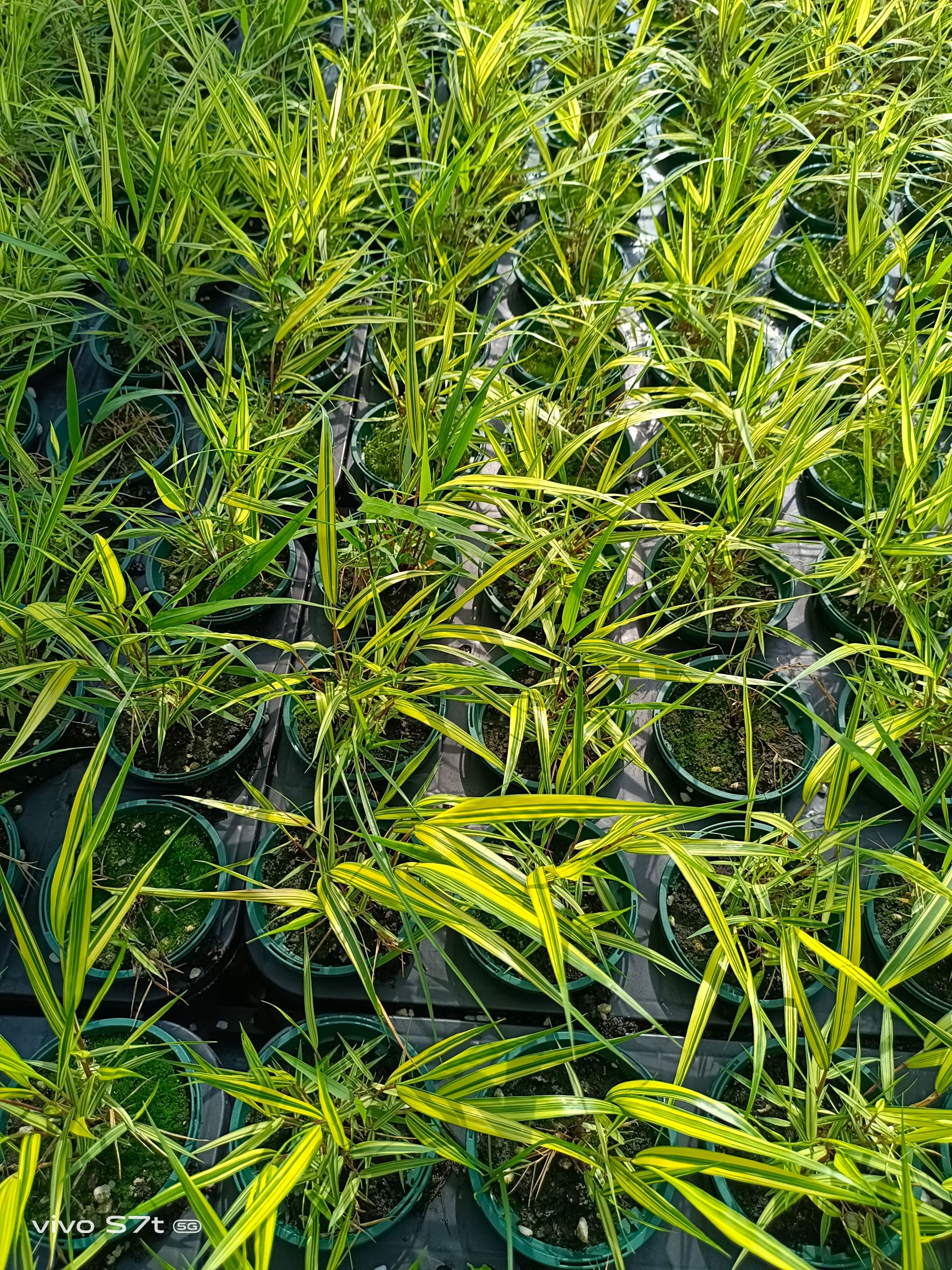 香根草 日本箱根草