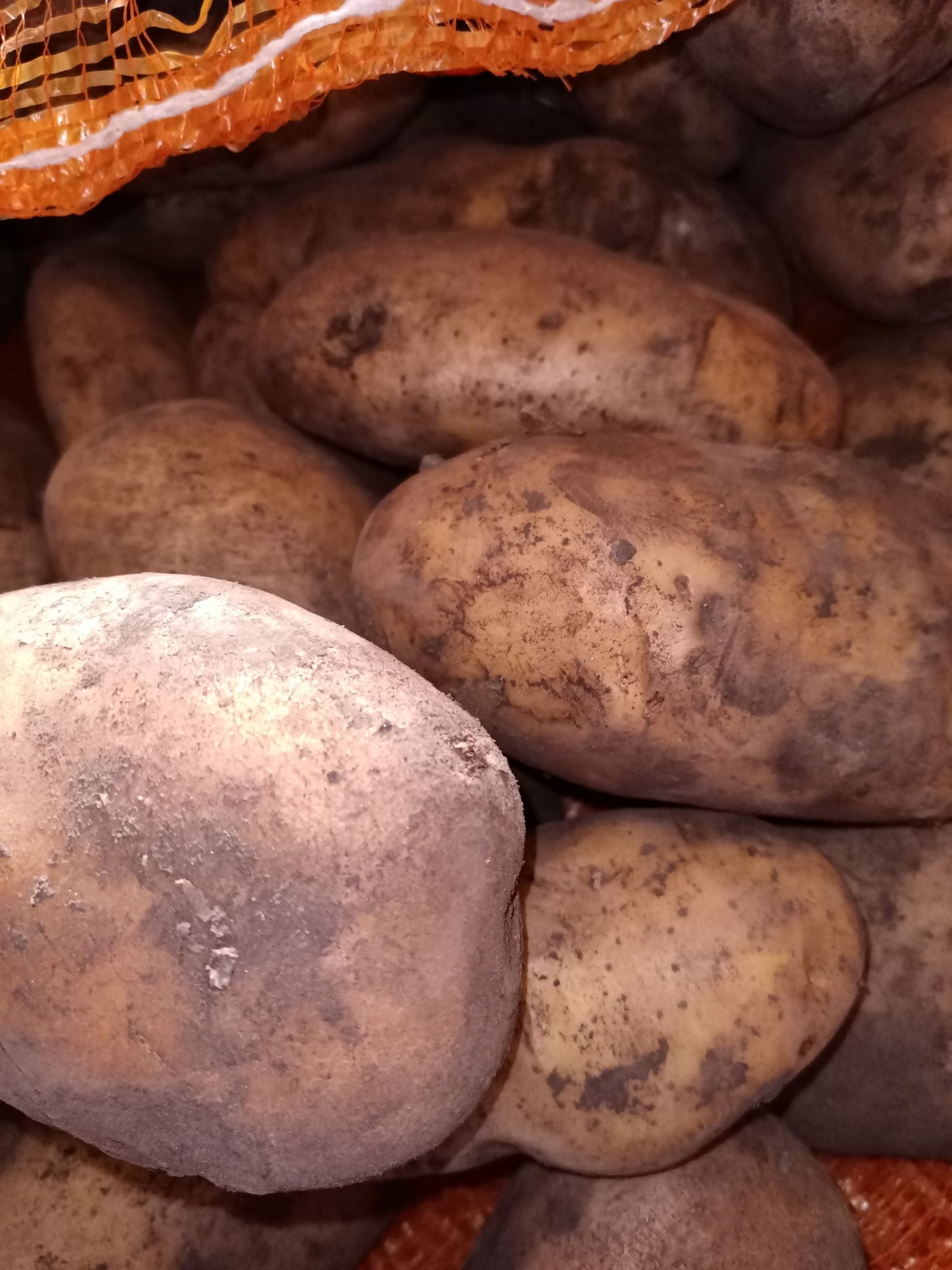 斯凡特黄金薯 内蒙古自然生长不追肥农家旱地土豆