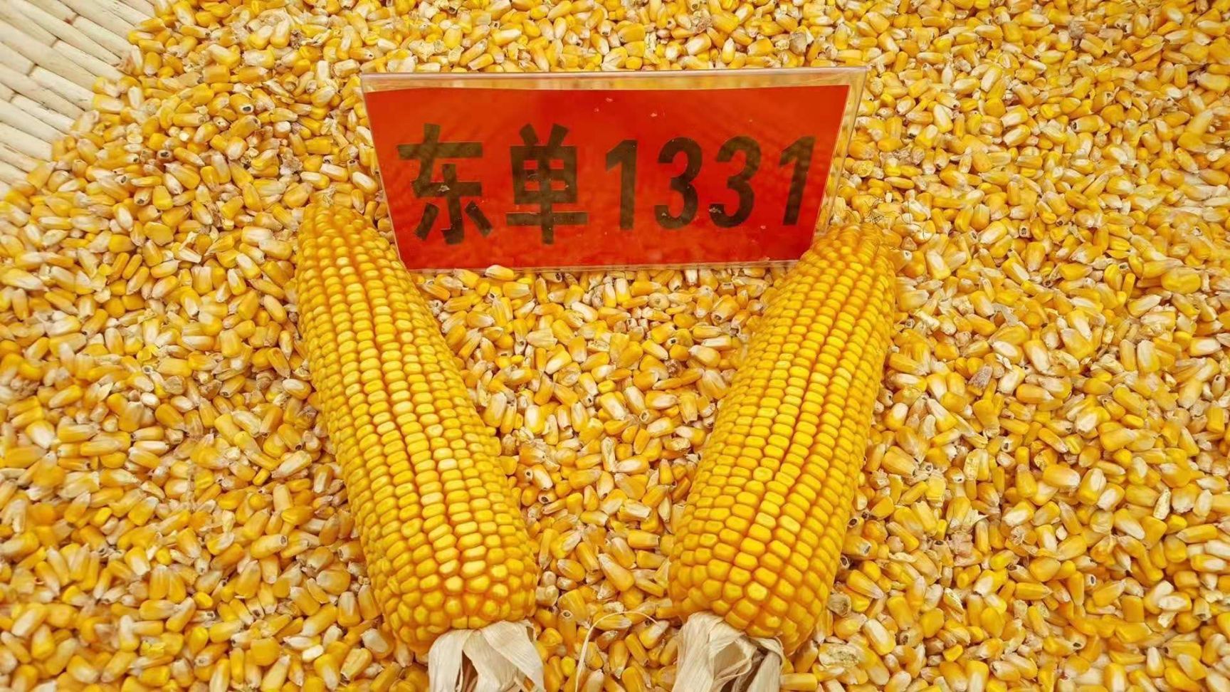 [东单1331玉米种子批发]东单1331玉米种子 东单1331种