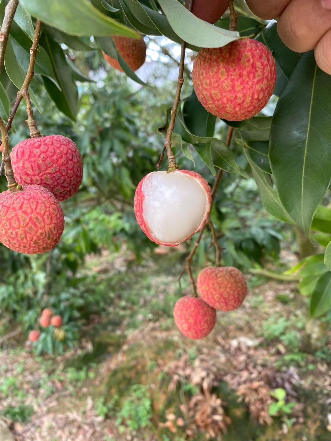 白糖罂荔枝 【顺丰冷链】高州荔枝 白糖罂 妃子笑 原