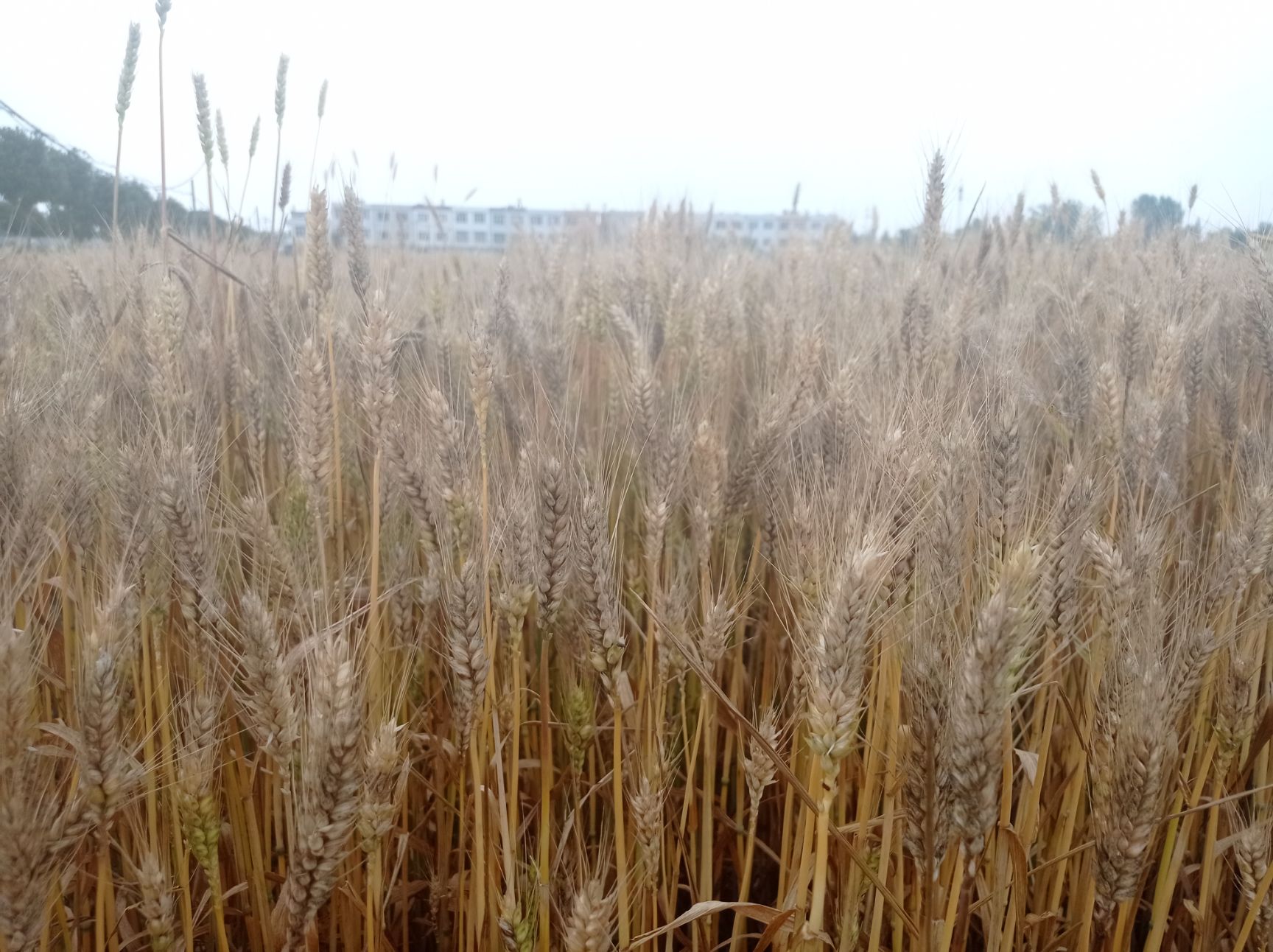 红麦 湖北省天门市小麦(新上市)直供