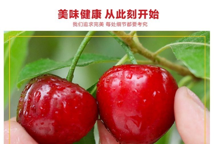山东沂源燕崖大樱桃