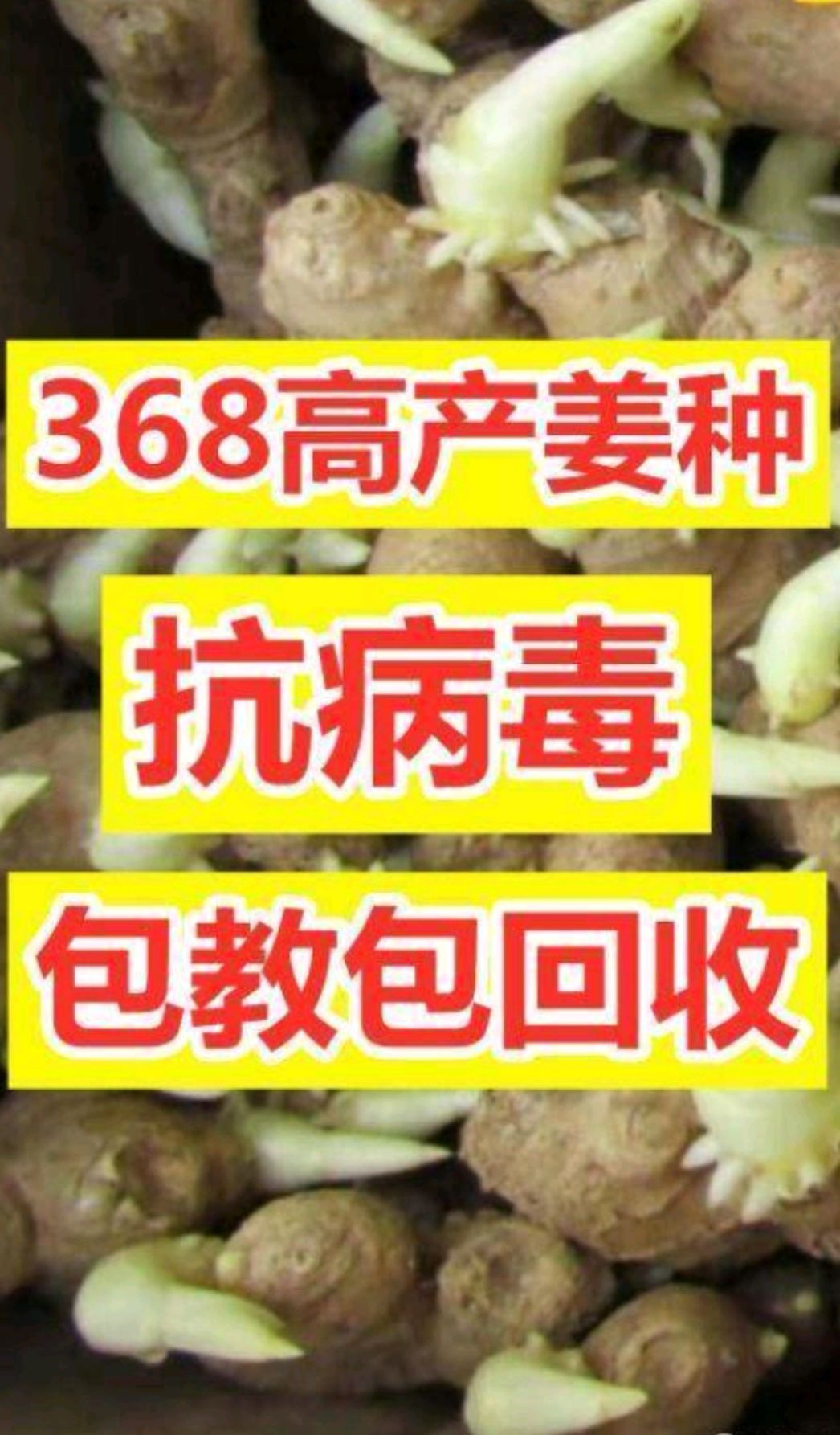 贵州修文县【山农一号368高产姜种】抗病毒,产量高,教种植,包回收!