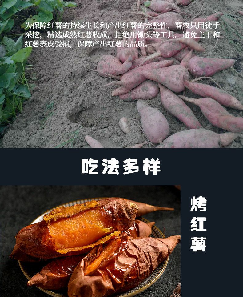 [红心红薯批发]红心红薯 正宗福建六鳌红蜜薯红心地瓜香甜软糯好吃一