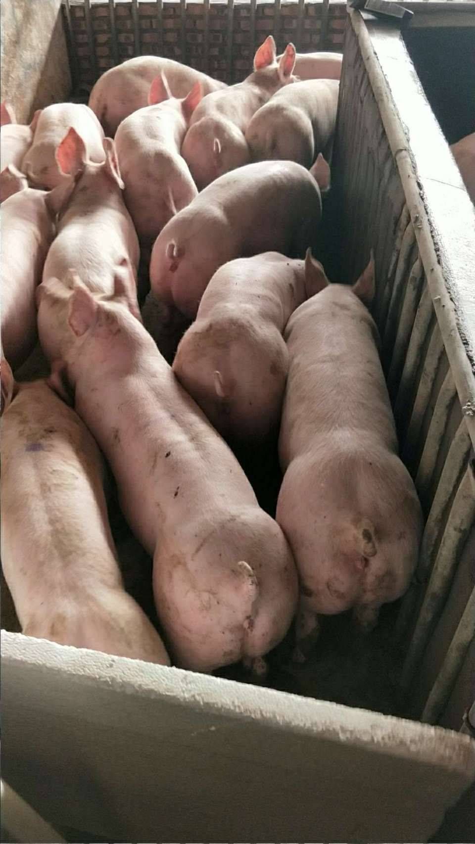 生猪 大约克母猪均重35斤,新美系原种一代,纯种一代大白母猪