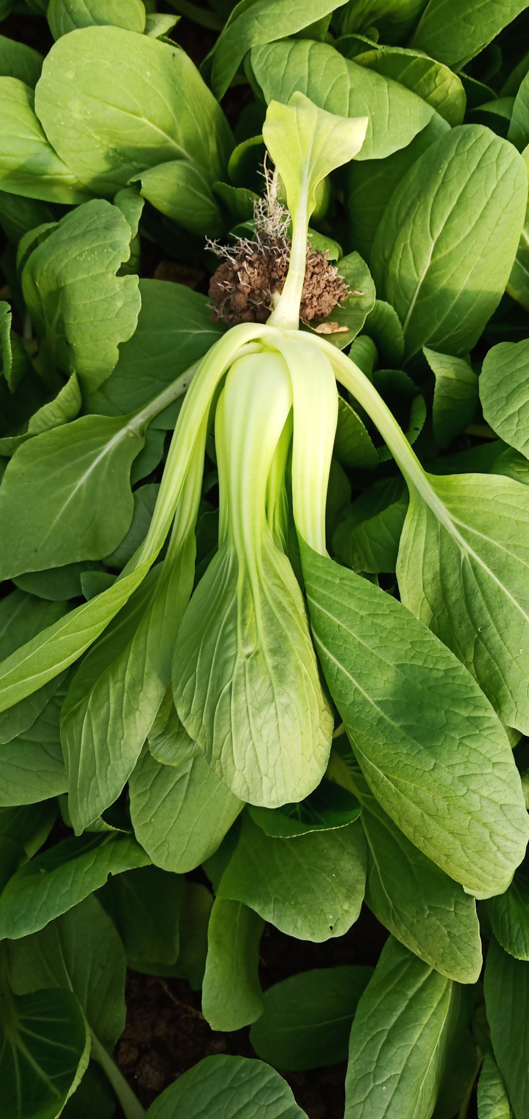 快菜长期供应小白菜瓢儿菜