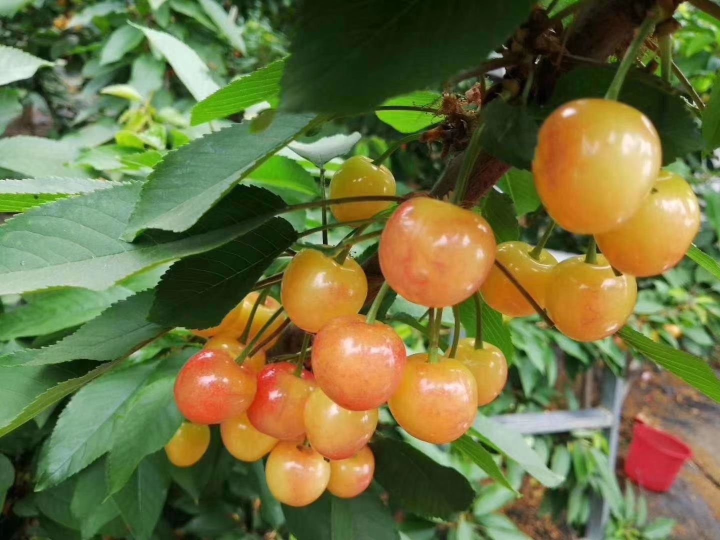黄蜜樱桃 产地现摘现发 放心食用