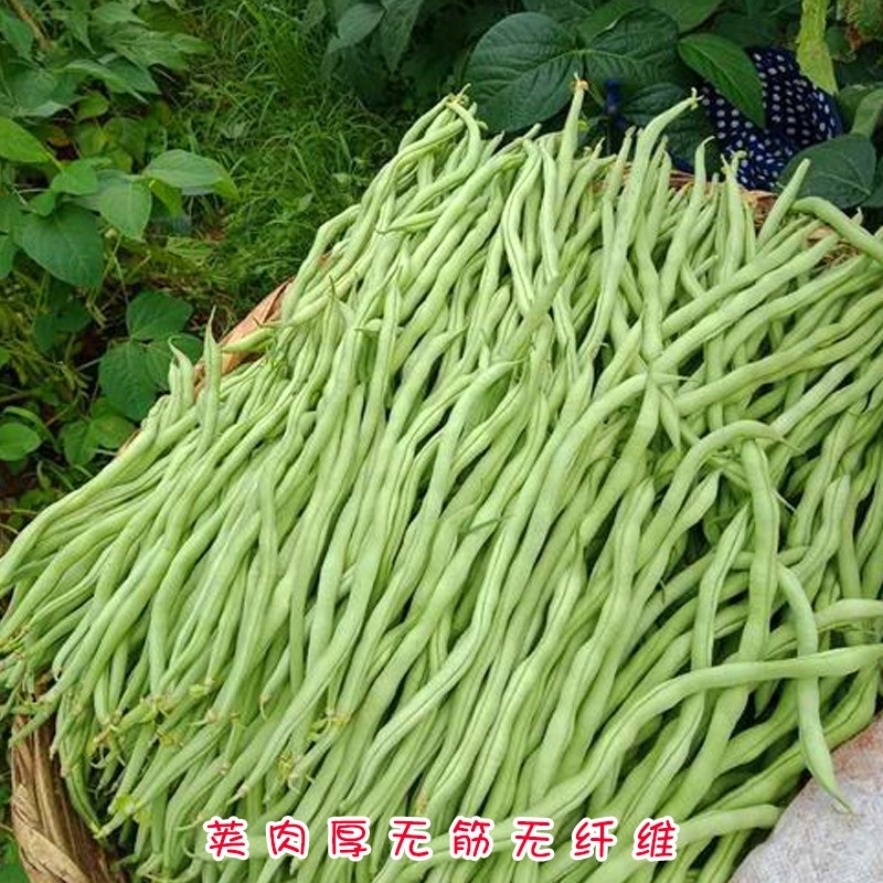 红籽无筋豆种子红无筋豆种子泰国无筋豆种子升级品种 价格 30.00-35.