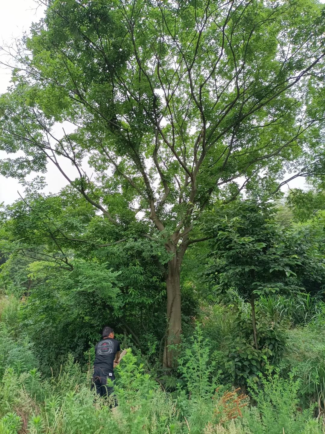 江西朴树基地经营,精品朴树园,各种规格朴树基地,单杆朴树30