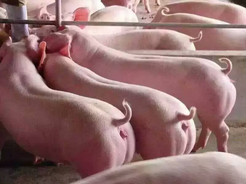 生猪 大约克母猪均重35斤,新美系原种一代,纯种一代大白母猪