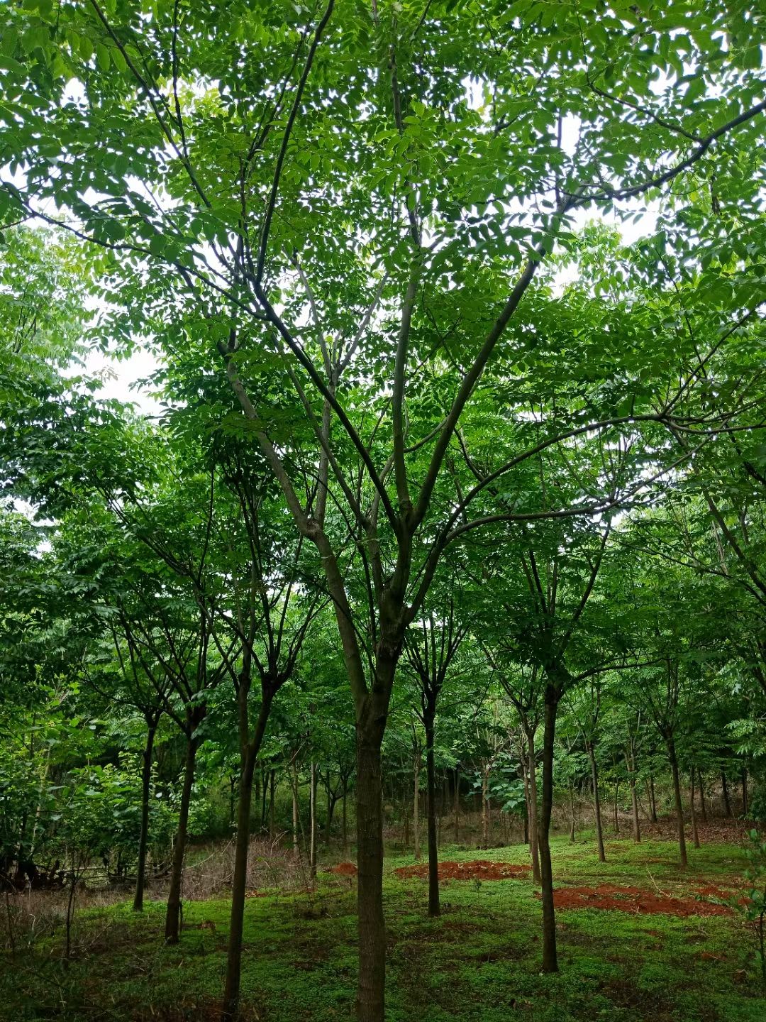 支持快递,免费种植技术别名:木栾,栾华等,是无患子科,栾树属植物