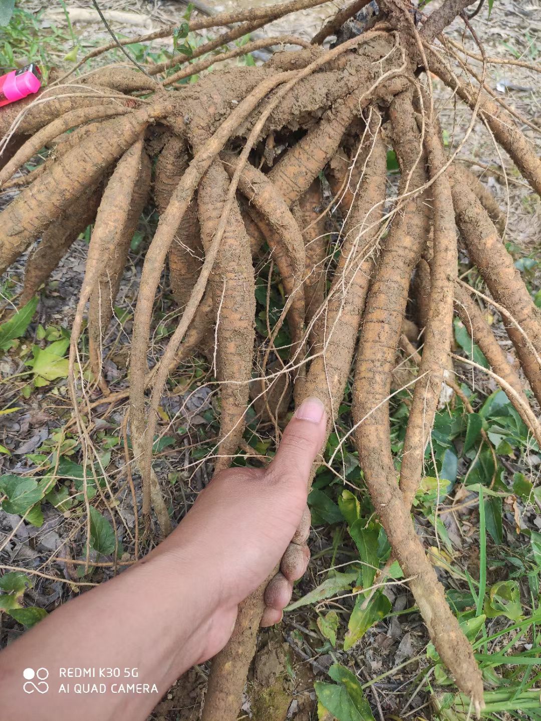 供应大厅  中药材  牛大力                  商品详情