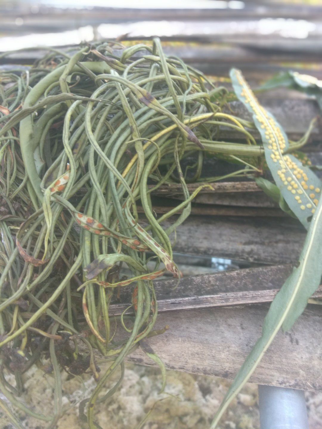 化石草