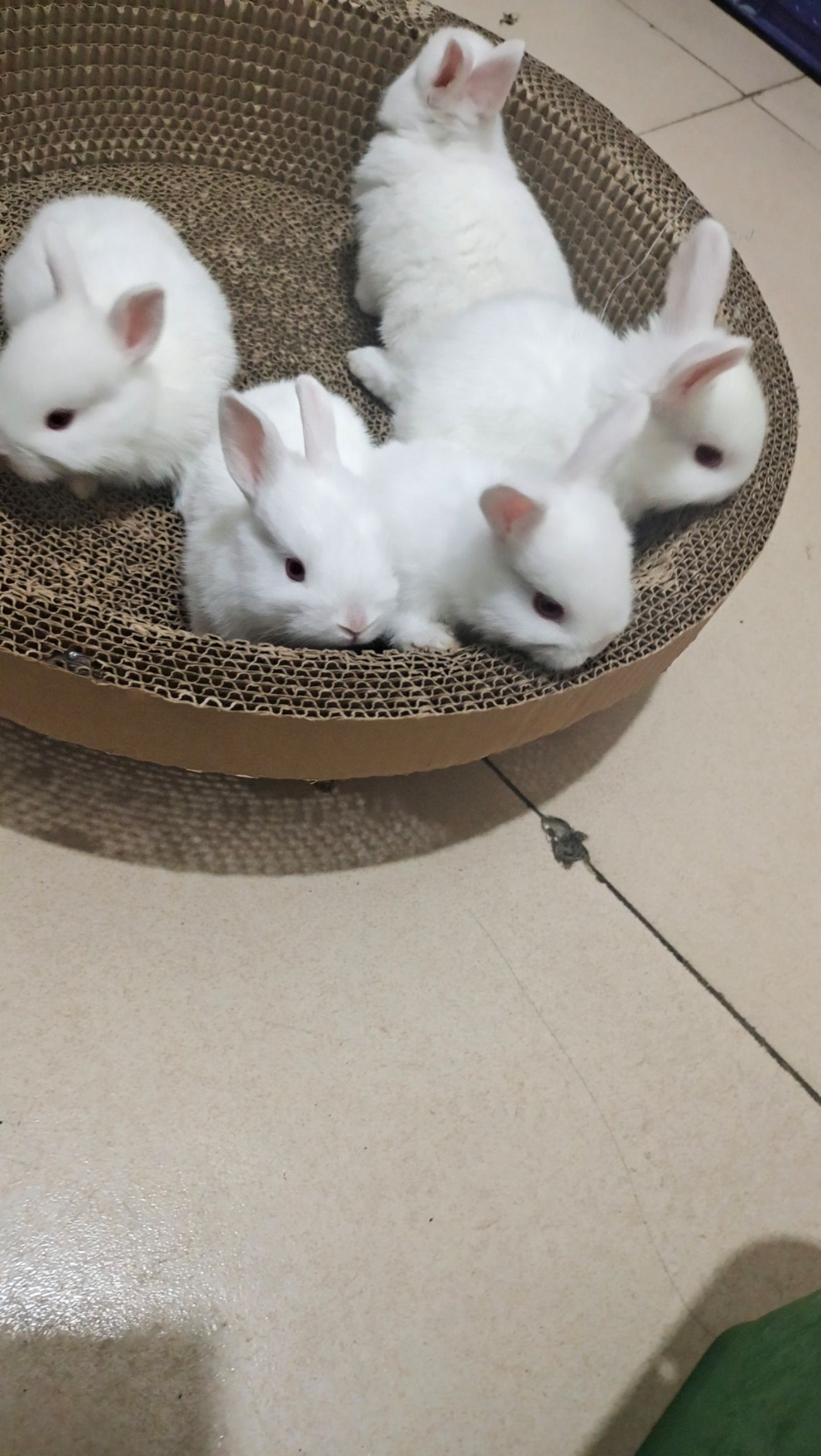 [肉兔批发]肉兔 小兔子价格40元/只 - 惠农网