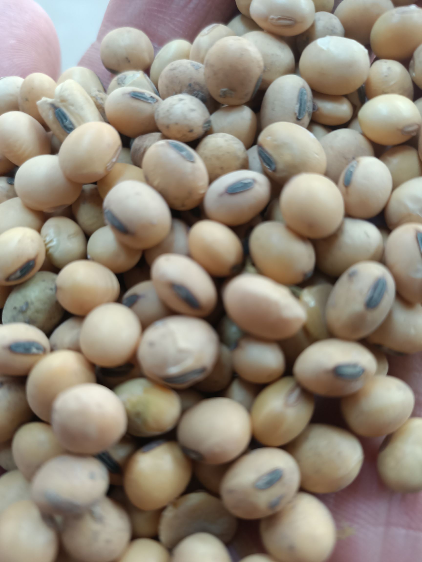 豆粒货品等级:1等品货品类别:生大豆产地:江苏省盐城市盐都区品种名