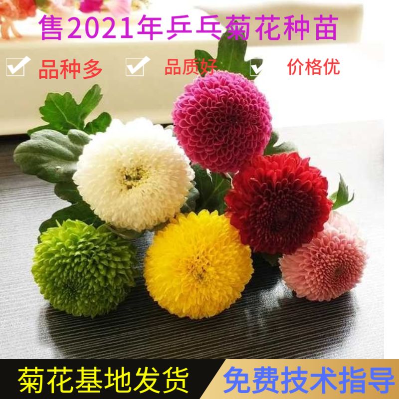 乒乓菊苗 乒乓菊花苗 盆栽乒乓菊花苗 基地发货 免费指导栽培技术