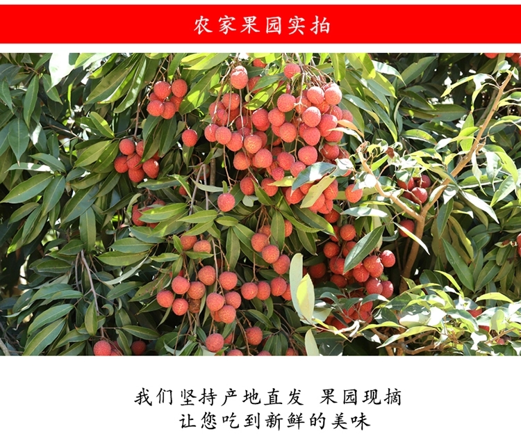 白糖罂荔枝 荔枝新鲜 茂名 白糖荔枝 现摘现发 送礼佳品