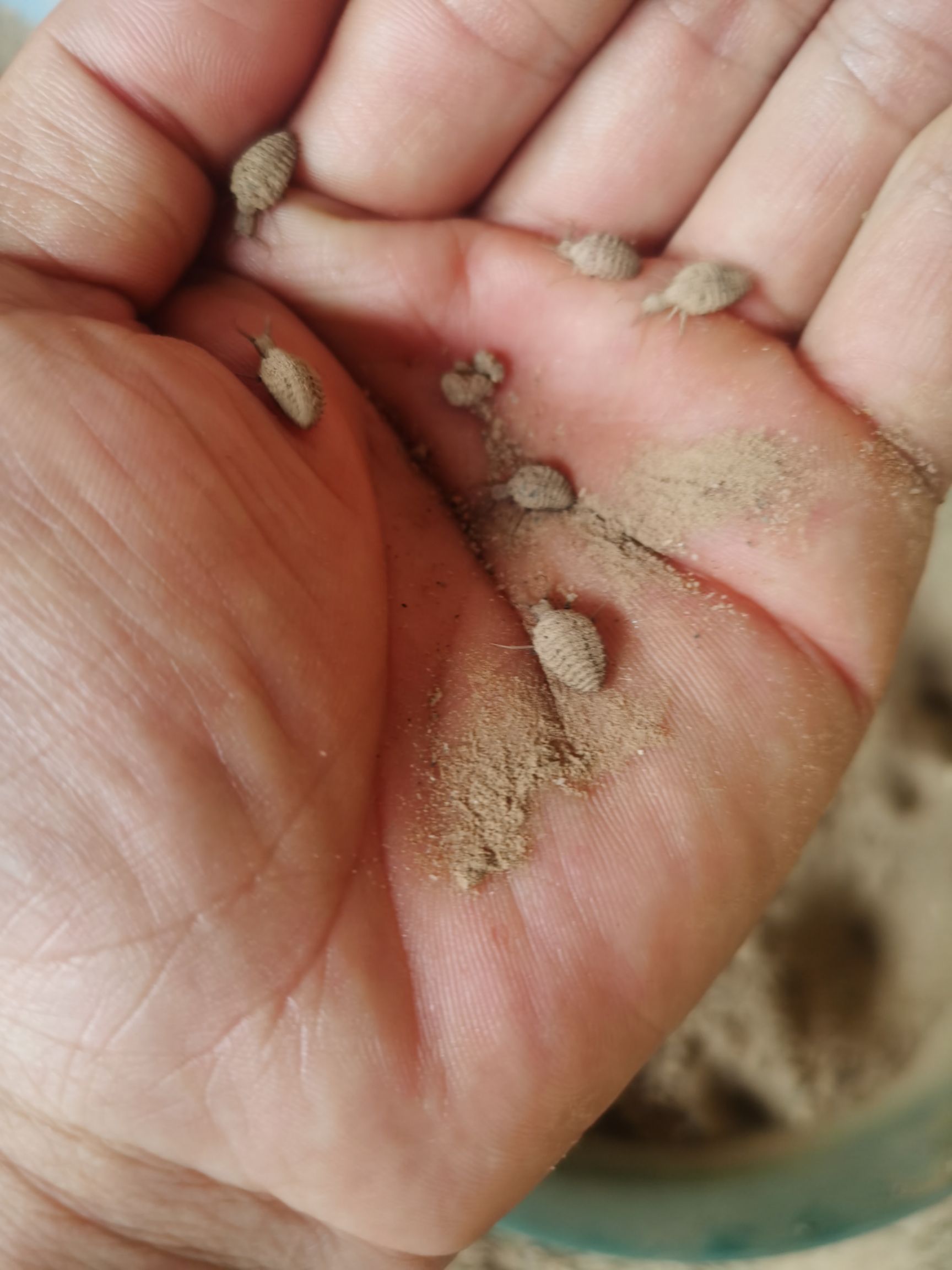 蚁狮/金沙牛/地牯牛
