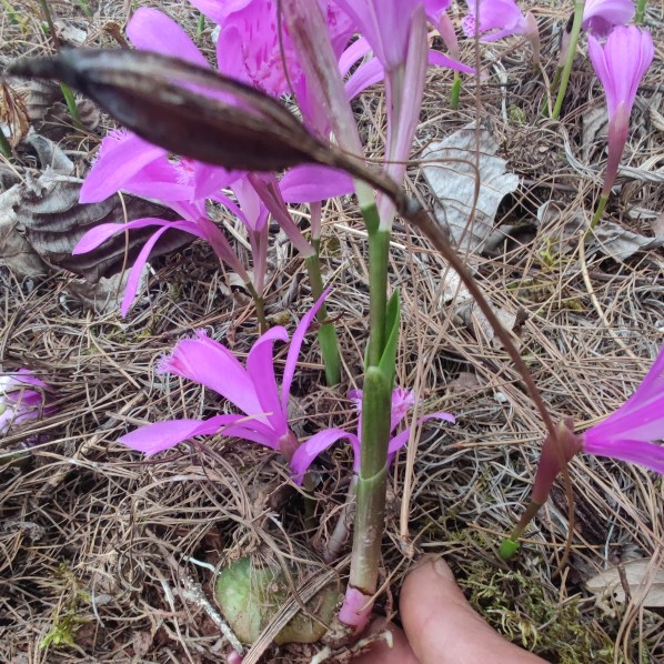 山慈菇 冰球子小苗,云南杜鹃兰,独蒜兰,山茨菇,独叶白芨,圆白芨