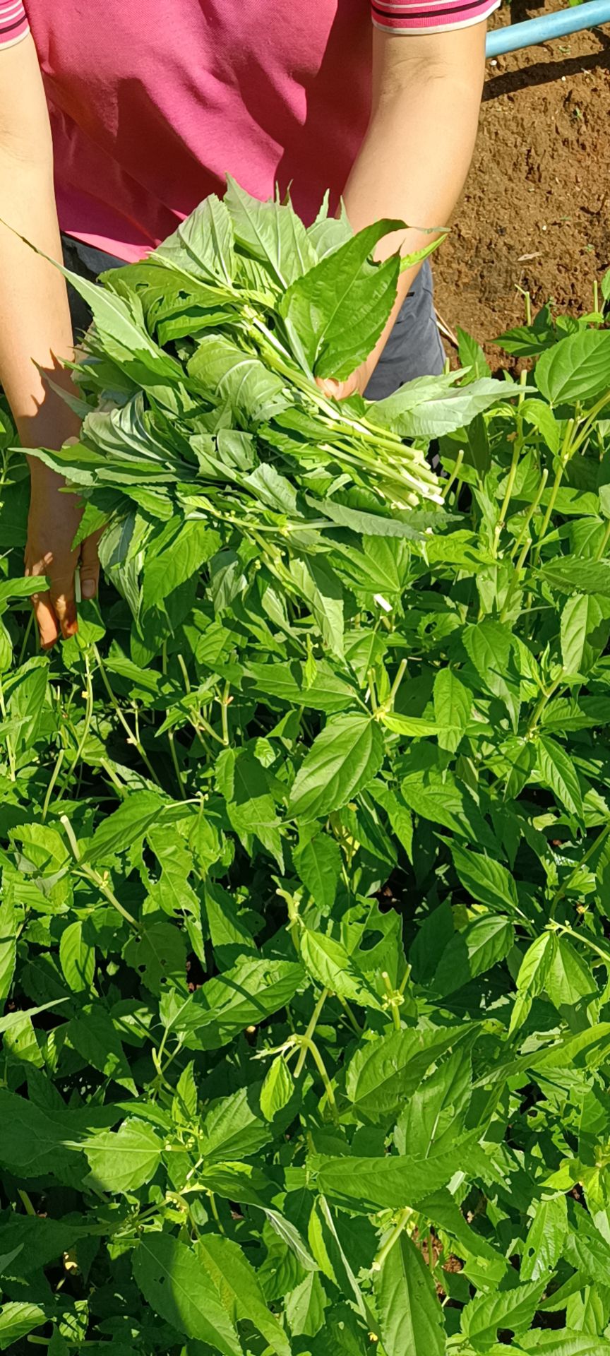 麻叶菜