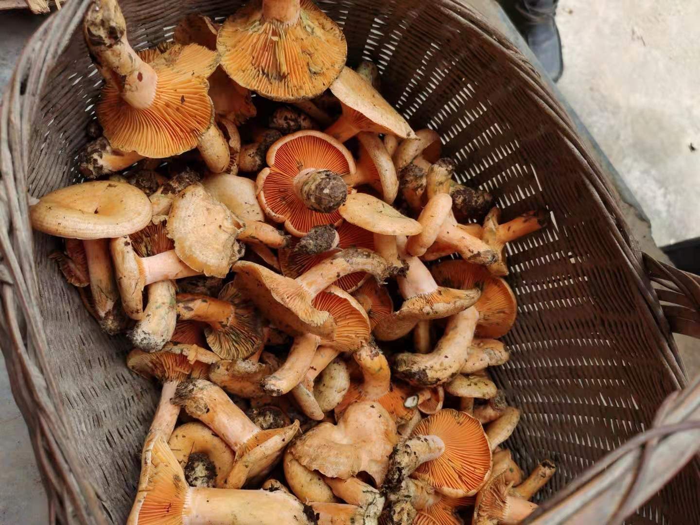 松树菌,有没有老板要的,我这有货