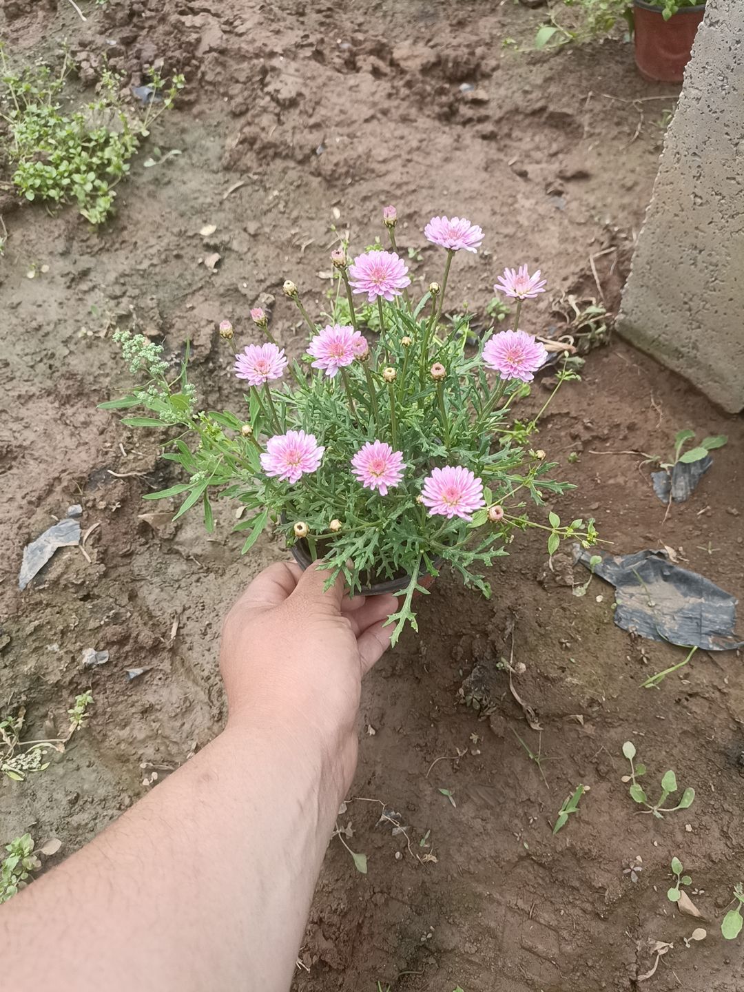 木春菊苗 木春菊 玛格丽特