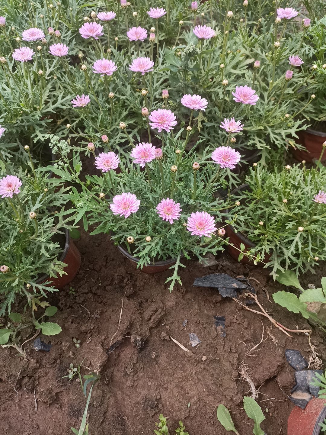 木春菊苗 木春菊 玛格丽特