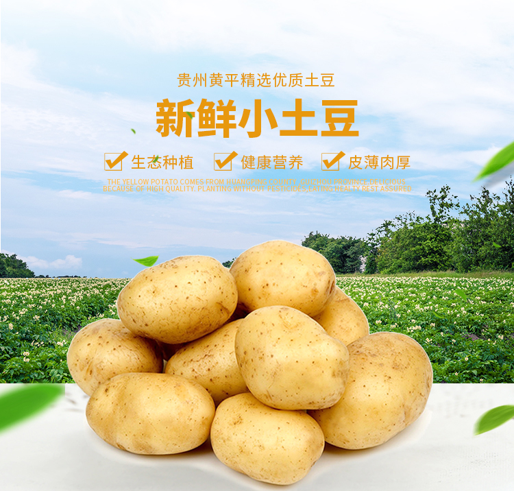黄心土豆  贵州高原黄平精选优质土豆新鲜小土豆