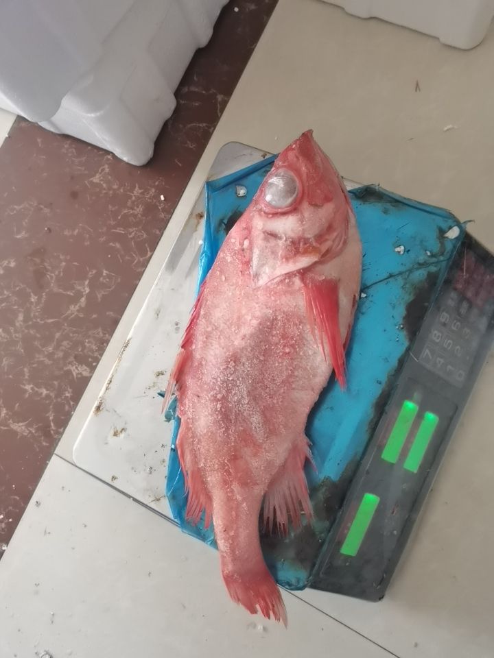 红石斑鱼 红石斑深海石斑鱼